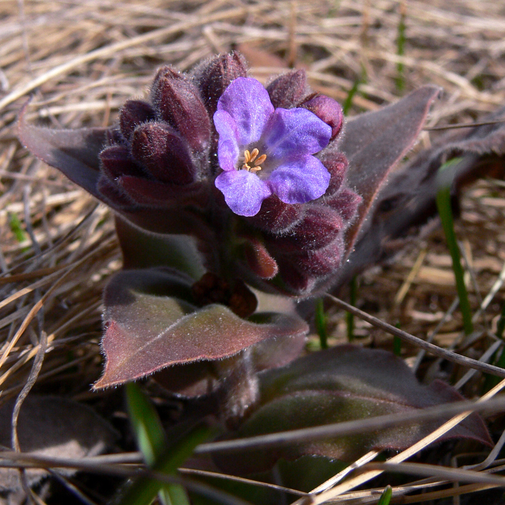 Image of Pulmonaria mollis specimen.