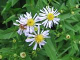 Aster ageratoides