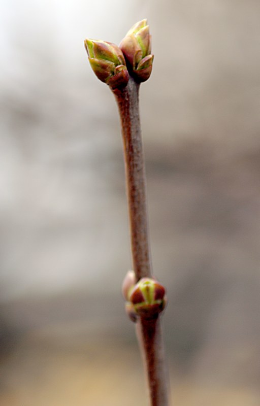 Изображение особи Syringa vulgaris.