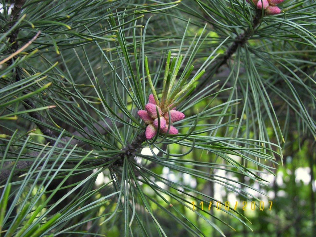 Изображение особи Pinus koraiensis.