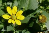 Rudbeckia laciniata