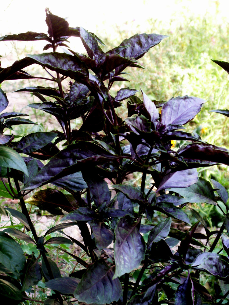 Изображение особи Ocimum basilicum.