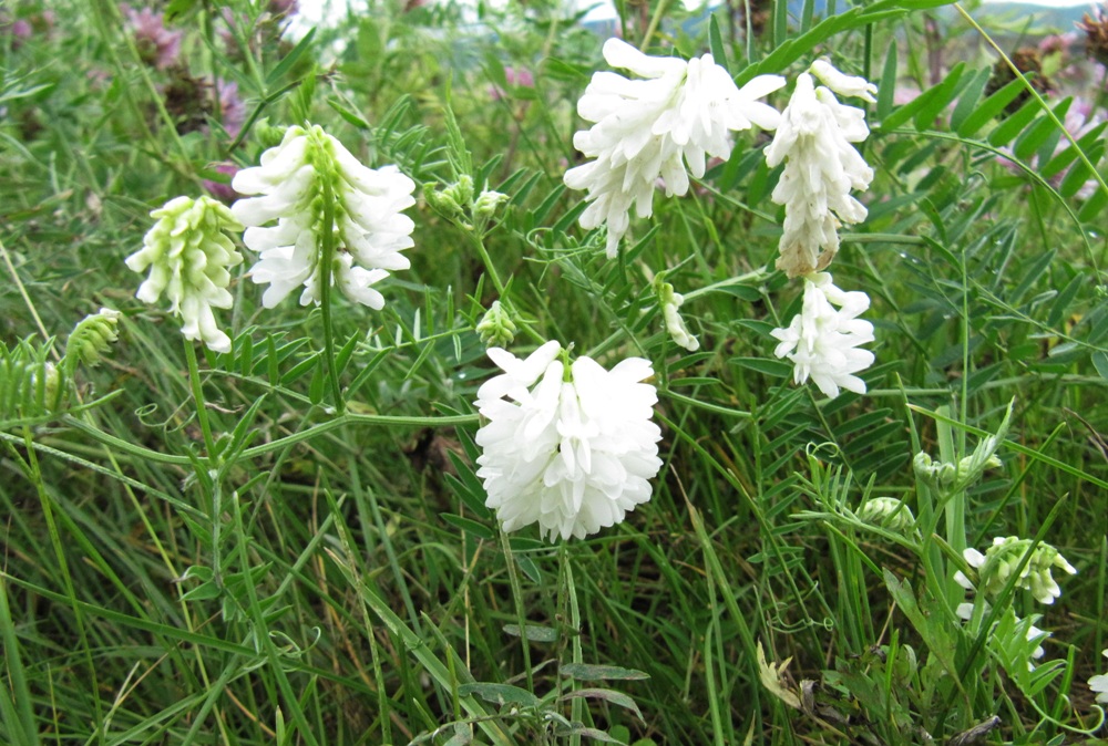 Image of Vicia cracca specimen.