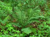 Dryopteris filix-mas. Взрослое растение. Украина, Тернопольская обл., Кременецкий р-н, окр. г. Почаева, возле Свято-Духовского скита. 04.06.2012.