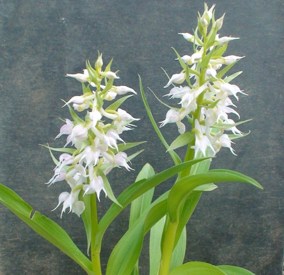 Image of Dactylorhiza aristata specimen.