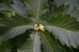 Quercus crispula