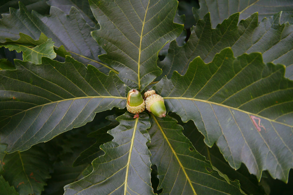 Изображение особи Quercus crispula.