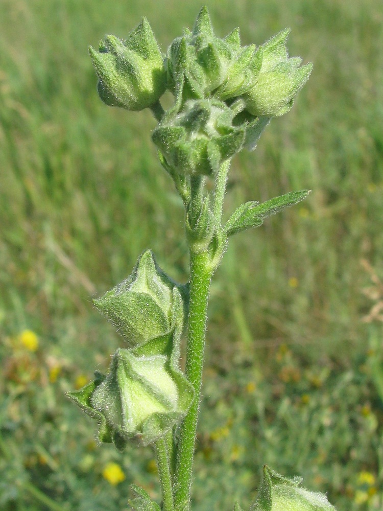 Image of Malva thuringiaca specimen.