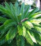 Cycas revoluta. Растение с микростробилом. Хорватия, Приморье - Горски Котар, г. Опатия, дендропарк. 07.09.2012.