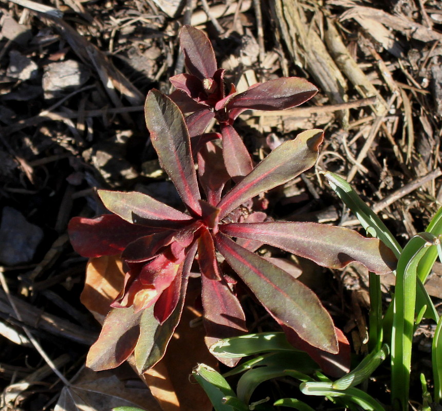 Изображение особи Euphorbia lingulata.