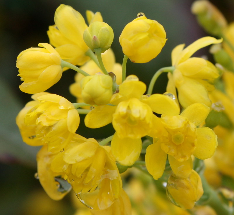 Image of Mahonia aquifolium specimen.