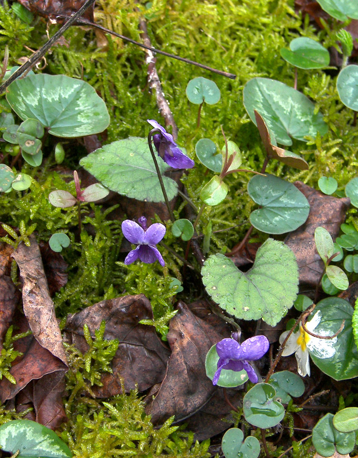 Изображение особи Viola alba var. violacea.