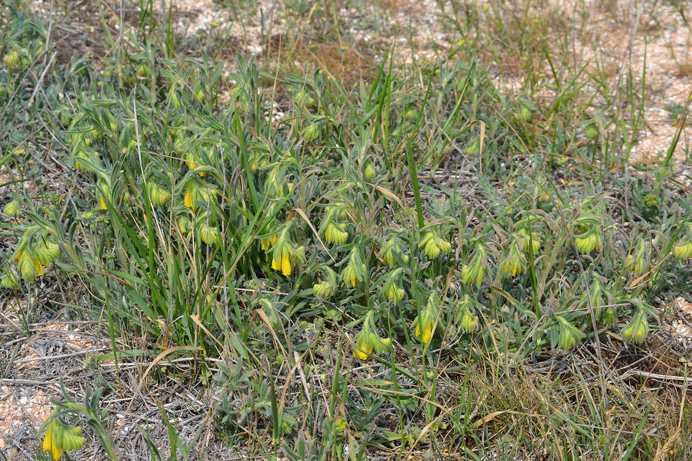 Image of Onosma taurica specimen.
