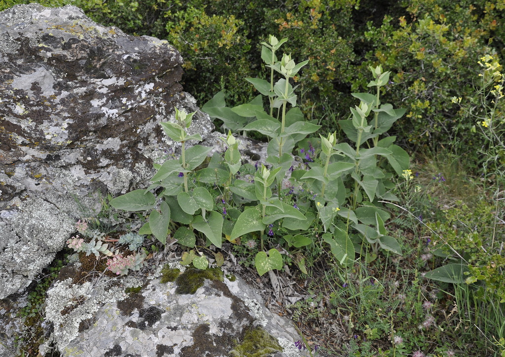 Изображение особи Phlomis samia.