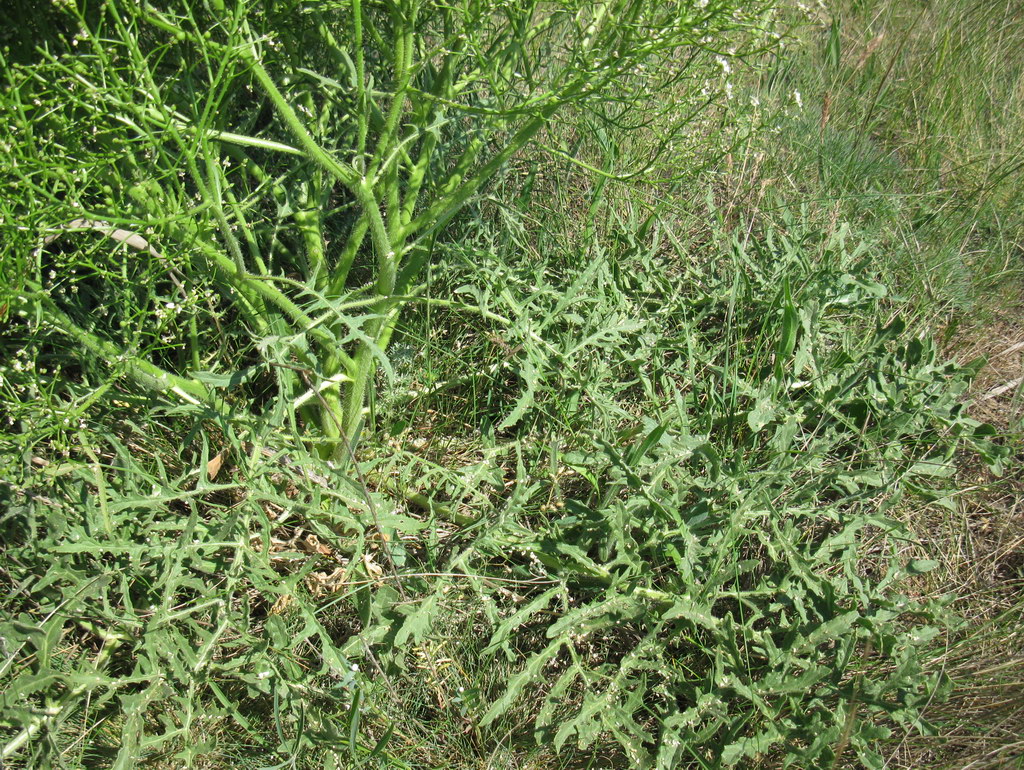 Image of Crambe aspera specimen.