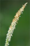 Alopecurus aequalis