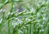 Goniolimon tataricum. Бутоны. Украина, г. Запорожье, балка возле пос. Солнечный. 02.06.2013.