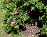 Rosa rugosa