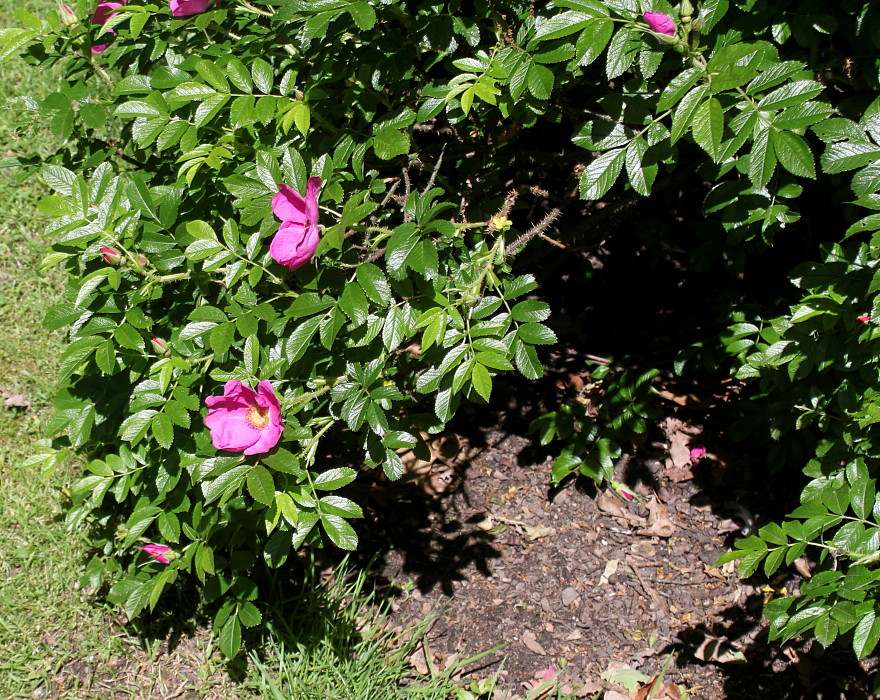 Image of Rosa rugosa specimen.