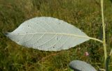 Salix caprea. Испод листа. Московская обл., Лотошинский р-н, окр. дер. Савостино. 05.07.2013.