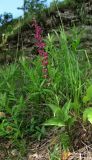 Epipactis atrorubens