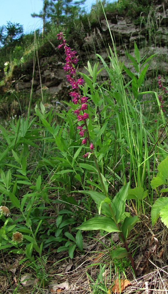 Image of Epipactis atrorubens specimen.