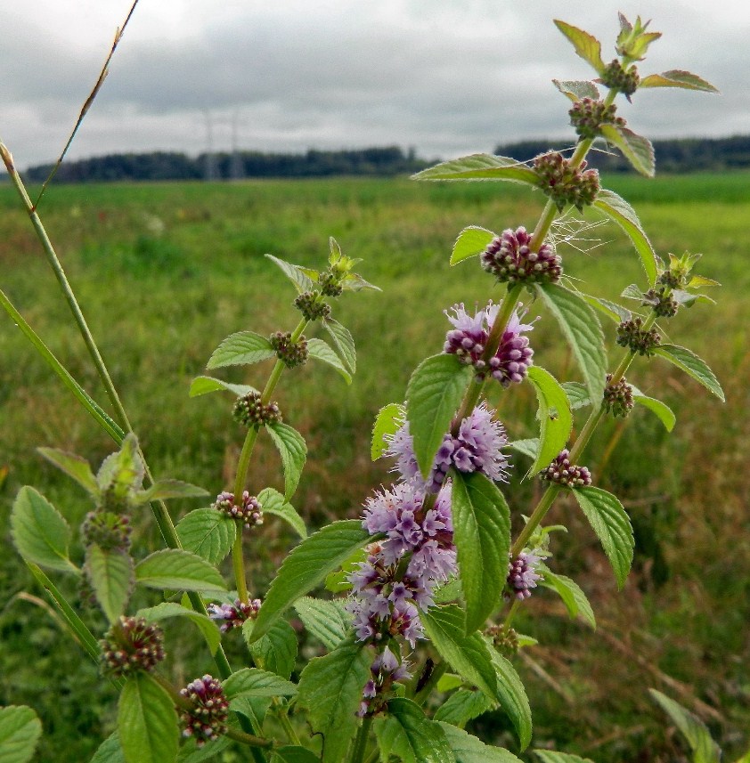 Image of Mentha arvensis specimen.