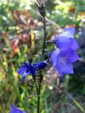 Campanula persicifolia. Верхушка отцветающего растения. Финляндия, Аландские о-ва, окр. г. Марианхамина. 17 июля 2013 г.