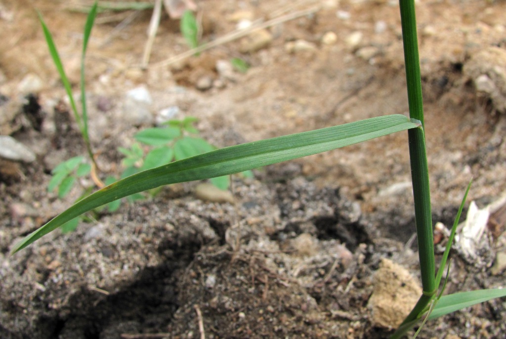 Image of Poa compressa specimen.