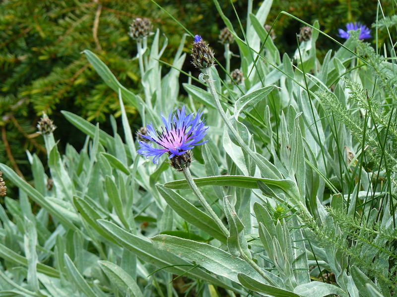 Image of Centaurea fuscomarginata specimen.