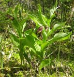 Cypripedium calceolus. Зацветающие растения. Костромская обл., Кологривский район, заповедник \"Кологривский лес\", минератрофное болото в пойме р. Вонюх. 6 июня 2013 г.