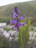 Polygala major. Верхушка побега с соцветием. Краснодарский край, окр. г. Крымск, опушка широколиственного леса на склоне горы. 13.09.2013.