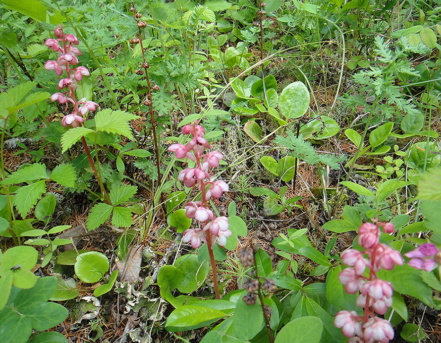 Image of Pyrola incarnata specimen.