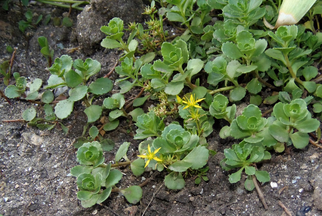 Изображение особи род Sedum.