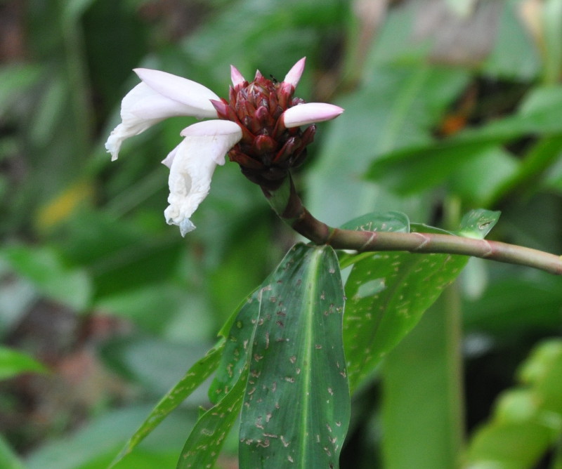 Image of Hellenia speciosa specimen.