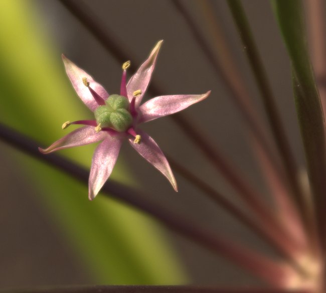 Image of Allium schubertii specimen.