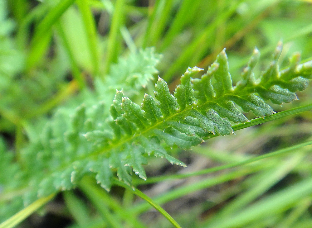 Image of Pedicularis venusta specimen.