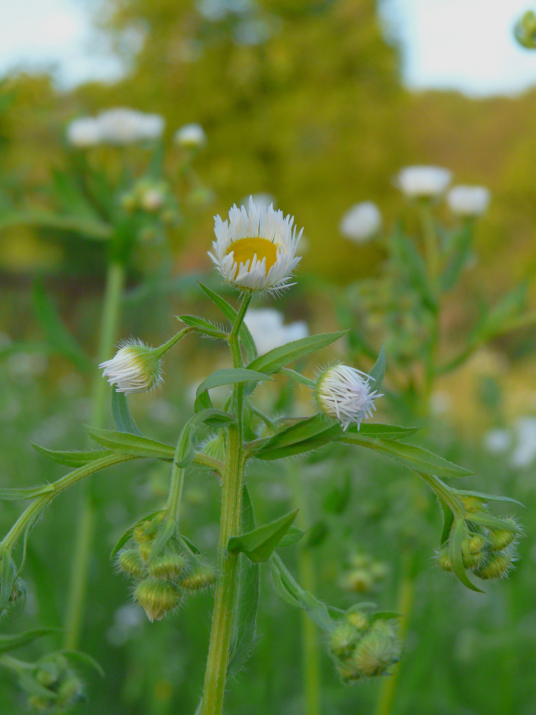 Изображение особи Erigeron annuus.