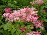 Filipendula glaberrima. Верхушка цветущего растения. Хабаровский край, Ванинский р-н, распадок в верховьях р. Левая Утэ. 19.07.2013.