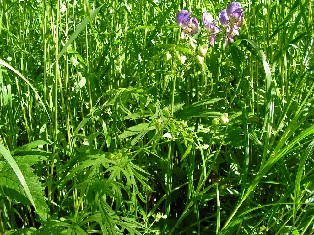 Image of Aconitum karafutense specimen.