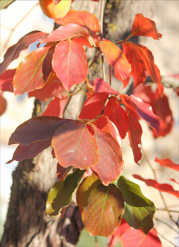 Image of Diospyros kaki specimen.