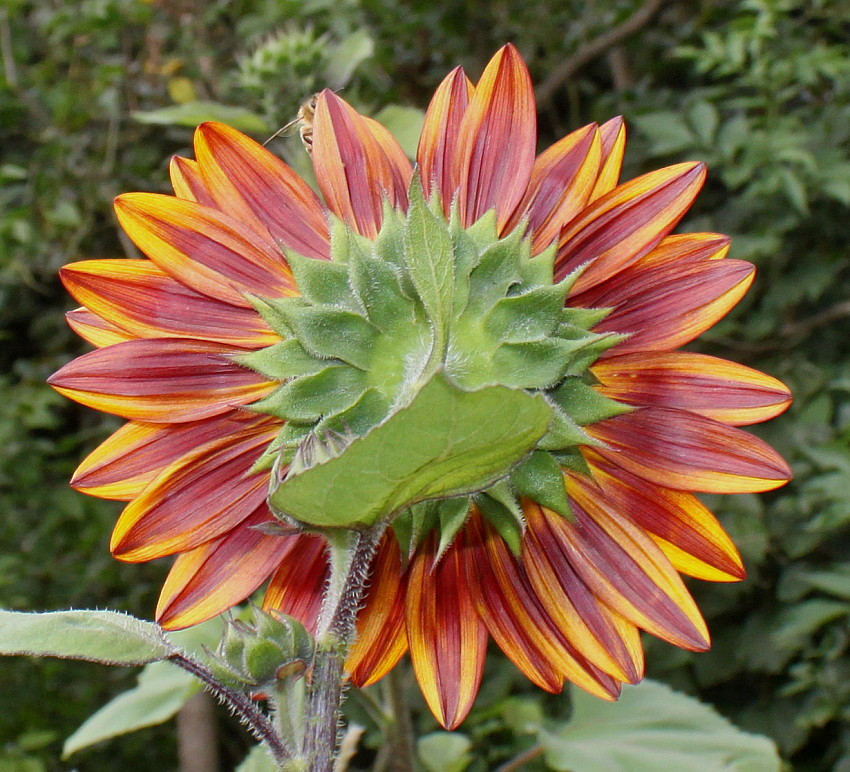 Изображение особи Helianthus annuus.