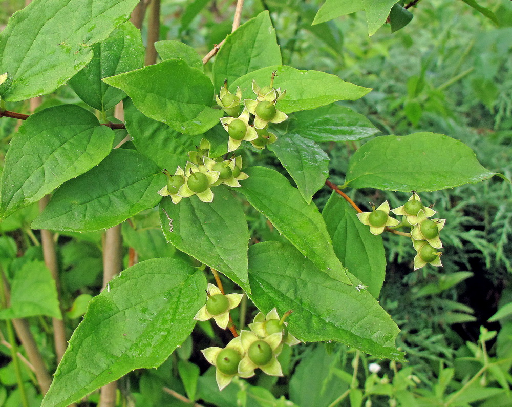 Image of Philadelphus tenuifolius specimen.