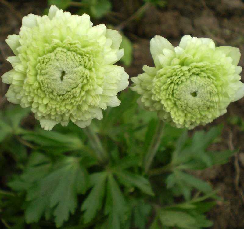 Image of Anemone sylvestris specimen.
