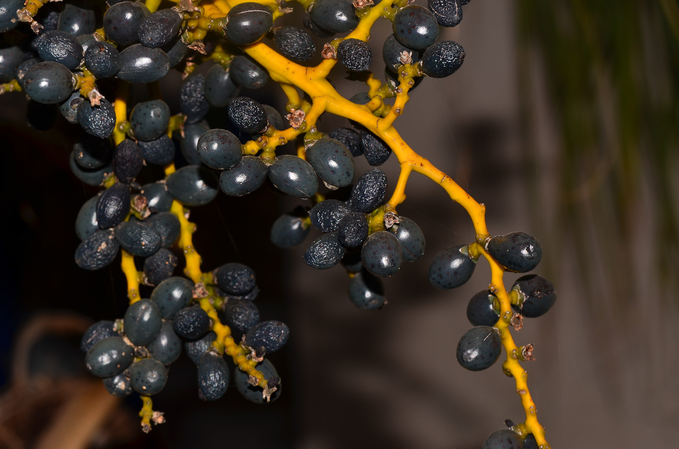 Image of familia Arecaceae specimen.