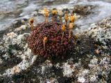 Diapensia lapponica