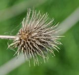 Dipsacus strigosus. Сухое прошлогоднее соплодие. Нагорный Карабах, окр. г. Шуши, Унотское ущелье. 05.05.2013.