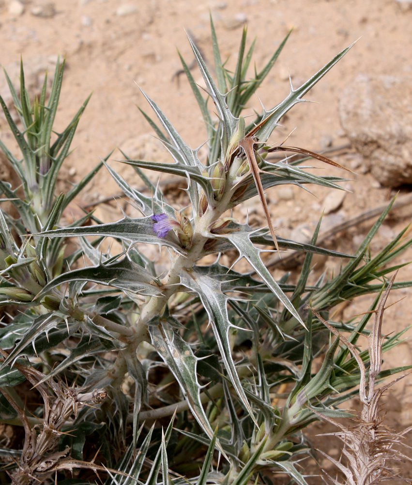 Изображение особи Blepharis attenuata.