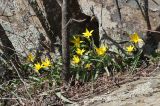 Tulipa australis