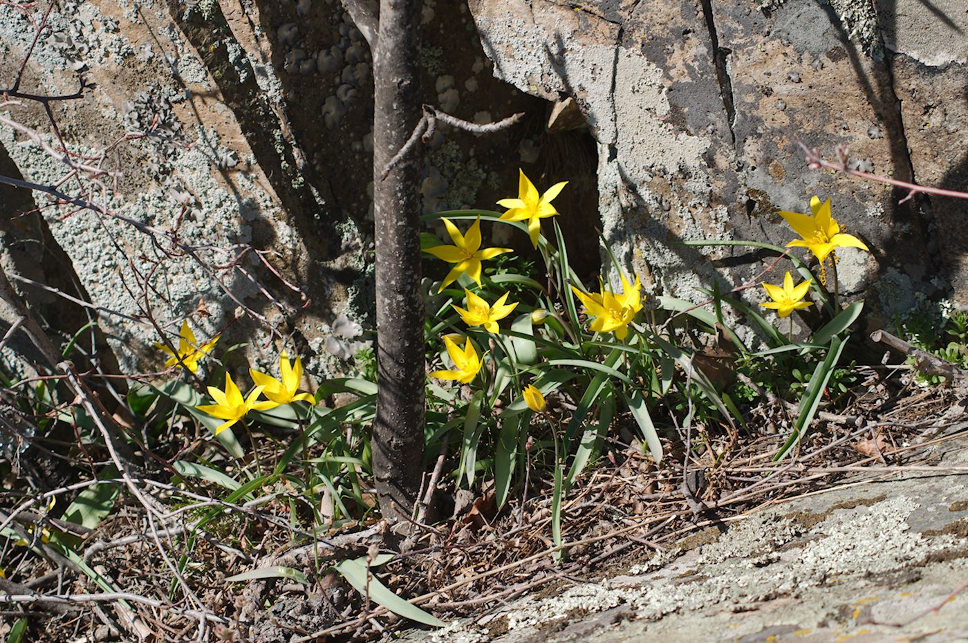 Изображение особи Tulipa australis.